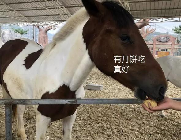 今天晚9點(diǎn)30開特馬，特馬今晚9點(diǎn)30揭曉！