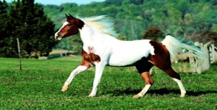 奧門今晚特馬四不像生肖圖，澳門今晚特馬生肖圖預(yù)測，四不像生肖圖揭秘
