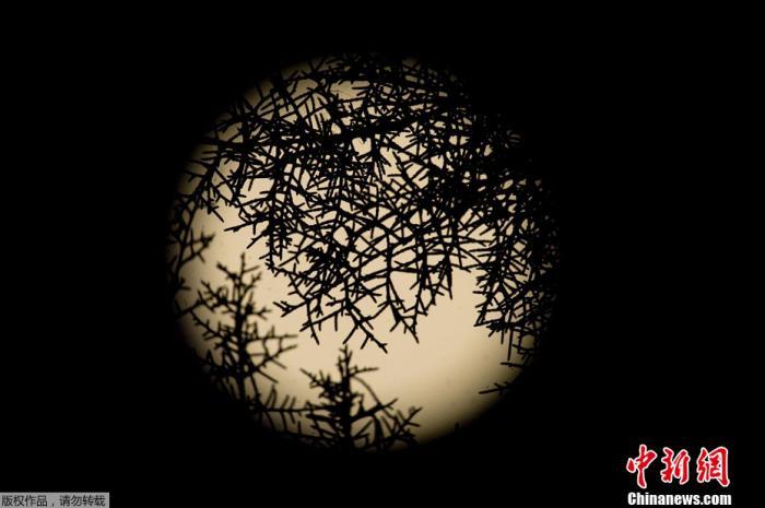 藍(lán)月亮資料精選期期準(zhǔn)，藍(lán)月亮資料精選，期期精準(zhǔn)預(yù)測