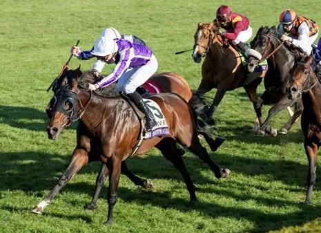 2025香港賽馬時間表最新，香港賽馬最新時間表（2025年賽馬安排）