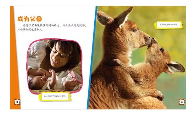 澳門(mén)今晚開(kāi)正版四不像的最新消息，澳門(mén)今晚正版四不像最新開(kāi)獎(jiǎng)資訊
