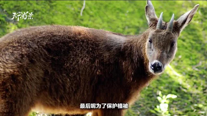 新澳2025今晚開(kāi)獎(jiǎng)資料四不像，新澳2025今晚開(kāi)獎(jiǎng)資料獨(dú)家解析四不像現(xiàn)象