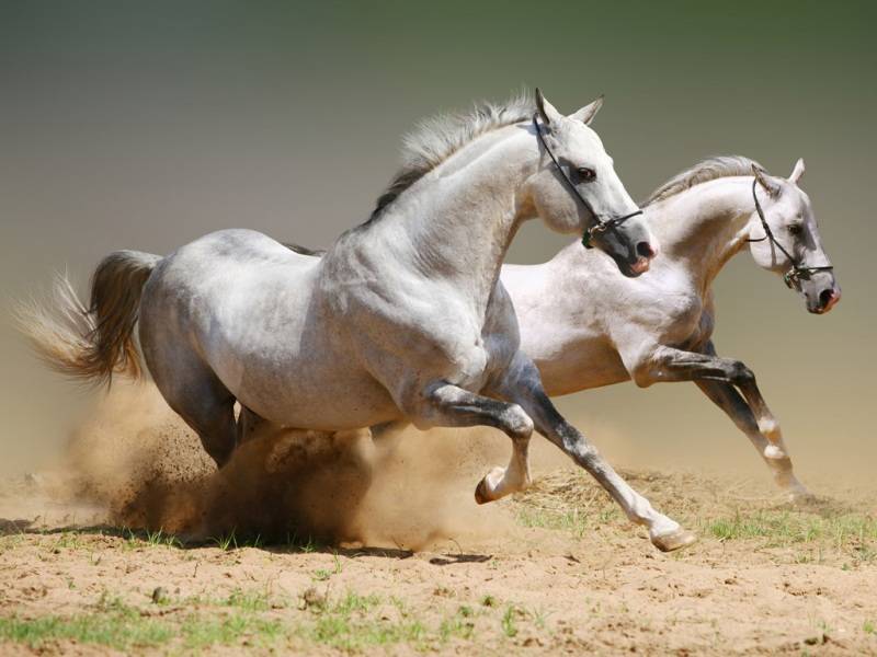 奧門今晚特馬四不像生肖圖，澳門今晚特馬生肖圖預(yù)測(cè)，四不像生肖圖揭秘