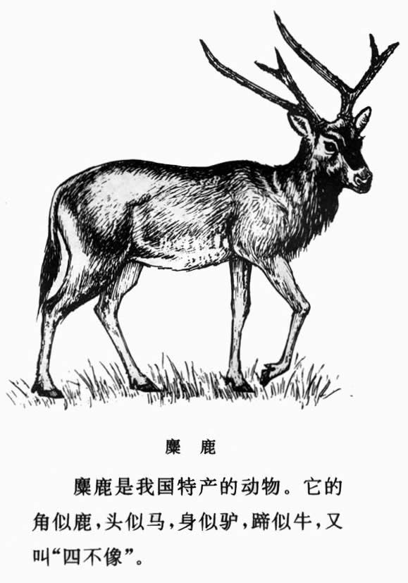 白小姐三期內(nèi)必出一肖四不象圖，白小姐三期內(nèi)必出一肖四不象圖揭秘