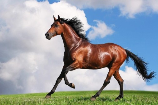 探索澳門特馬，資料一覽，澳門特馬探索指南，全方位資料一覽