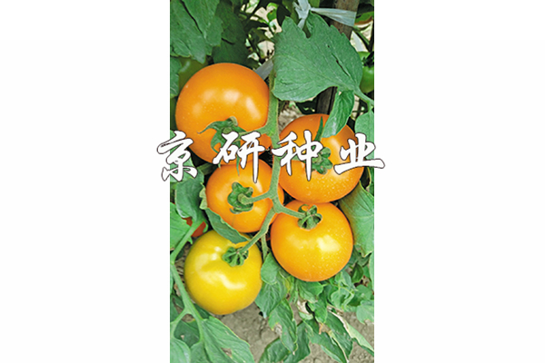 香港六消中特期期誰—揭秘彩票背后的故事，揭秘彩票背后的故事，香港六消中特期期誰揭曉？