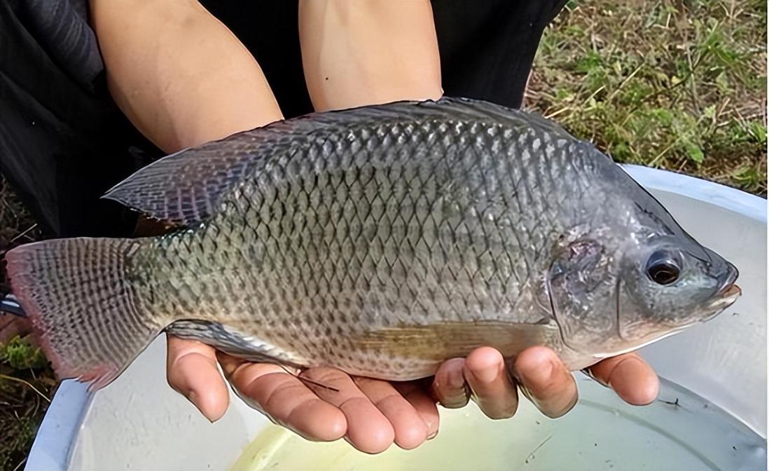 澳門特馬今晚開獎(jiǎng)結(jié)果與非洲鯽魚的觀賞魚混養(yǎng)探討，澳門特馬今晚開獎(jiǎng)結(jié)果與觀賞魚混養(yǎng)探討，非洲鯽魚的適應(yīng)性分析