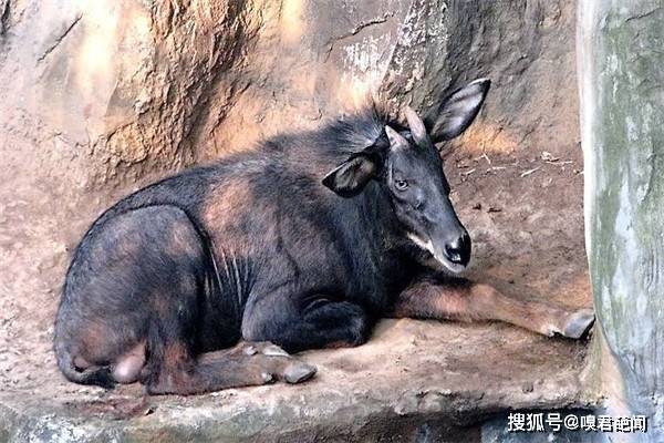 今晚澳門(mén)特馬開(kāi)什么今晚四不像，澳門(mén)特馬今晚開(kāi)獎(jiǎng)結(jié)果及四不像分析