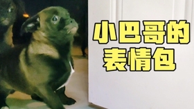 今晚新奧四不像圖片，探索神秘與多元的魅力，神秘與多元的魅力，今晚新奧四不像圖片探索之旅