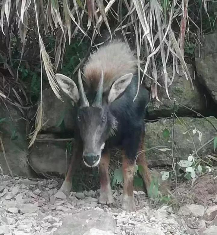 香港正版四不像圖，香港正版四不像圖揭秘