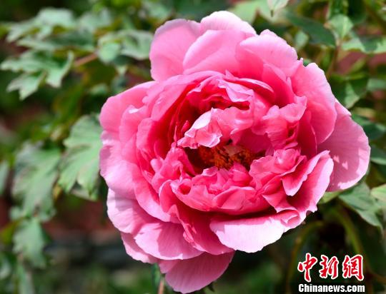 六和彩開(kāi)碼資料2025，六和彩開(kāi)碼資料揭秘（2025版）