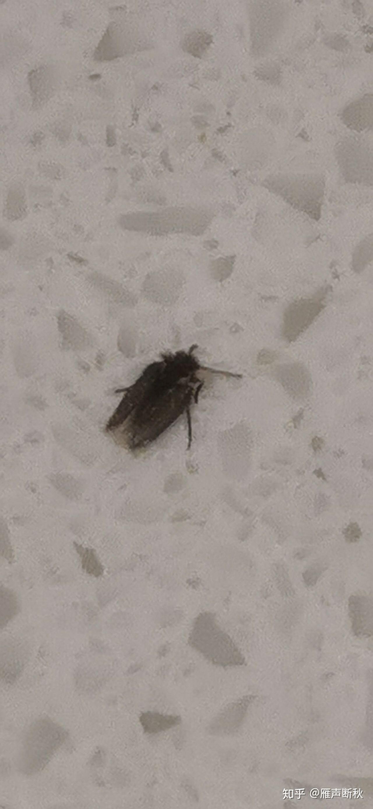 床上出現小蟲子,一捏就碎,怎么處理床上出現小蟲子，一捏就碎，該如何應對？