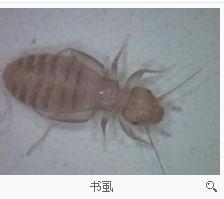 床上有草蟲怎么辦床上有草蟲怎么辦？全面解析應(yīng)對之策