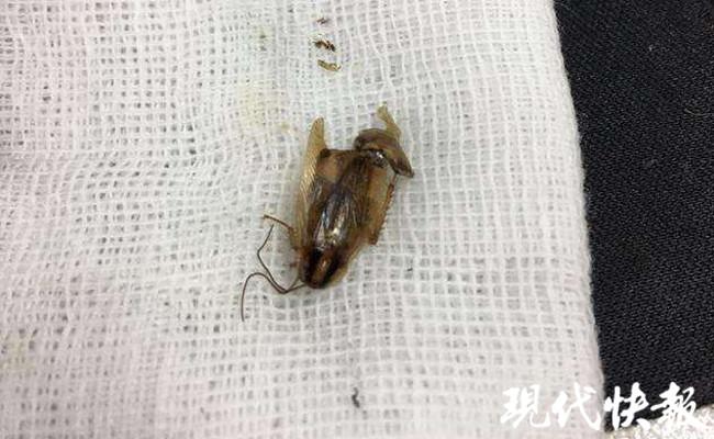 床上有那種小蟲子怎么辦床上有小蟲子怎么辦？十招應對床上蟲害問題