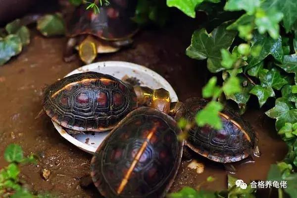 30斤鱷龜“越獄”被路人抱走驚現(xiàn)！30斤鱷龜越獄被路人偶遇抱走，背后故事引人熱議