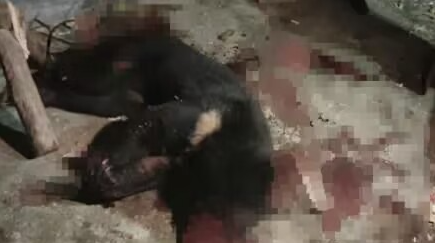 黑熊傷人致3人死亡后續(xù)黑熊傷人致3人死亡事件后續(xù)報道