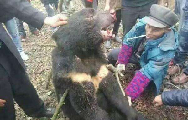 村民遭黑熊襲擊昏迷視頻震驚！村民遭黑熊襲擊昏迷視頻曝光，事件背后隱藏什么？