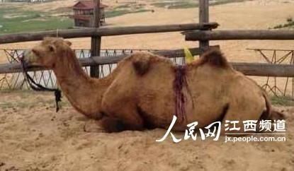 駱駝受驚將母子摔下駝背 軍醫(yī)施救駱駝受驚導(dǎo)致母子摔下駝背事件，軍醫(yī)緊急施救的感人故事