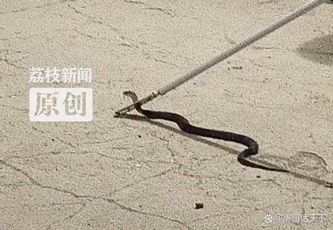女子回家發(fā)現(xiàn)1米長眼鏡蛇跳窗逃生據(jù)報道，一名女子回家時驚訝地發(fā)現(xiàn)一條長達1米的眼鏡蛇竟然從窗戶逃生了。這種情況非常危險，因為眼鏡蛇是一種具有強烈攻擊性和毒性的蛇類，如果不慎被咬傷可能會危及生命。