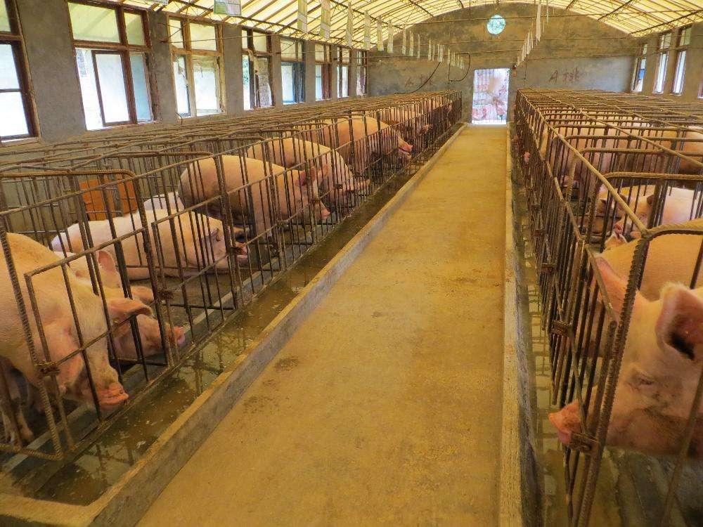 瘦肉豬價格會上漲價嗎瘦肉豬價格會受到多種因素的影響，包括市場供需關系、季節(jié)性需求變化、政策因素以及生產(chǎn)成本等。因此，預測瘦肉豬價格是否會上漲需要綜合考慮這些因素。
