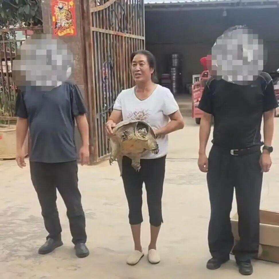 被抱走的龜找到了被抱走的龜找到了——一段奇妙的冒險(xiǎn)之旅
