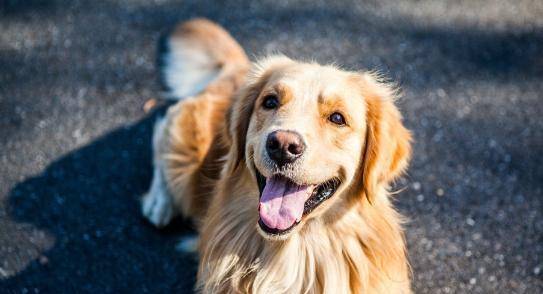 烈犬咬人致死亡 主人辯稱我沒罪如果發(fā)生烈犬咬人致人死亡的事件，犬的主人可能會(huì)面臨法律責(zé)任，即便是聲稱我沒罪也可能無(wú)法逃避責(zé)任。