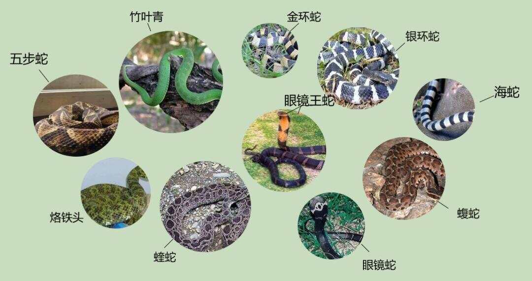 公園樹上現(xiàn)2米長(zhǎng)巨蟒公園樹上驚現(xiàn)長(zhǎng)達(dá)兩米的巨蟒，生態(tài)失衡還是警示信號(hào)？