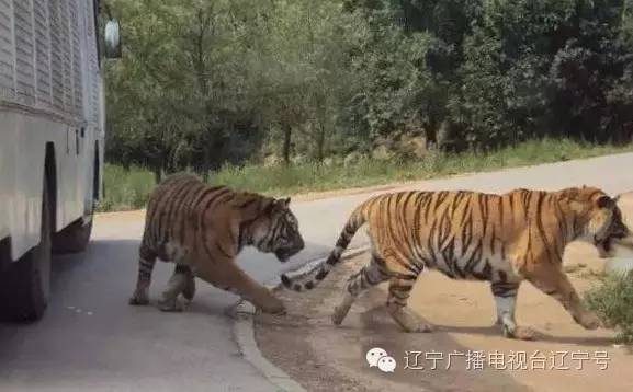 湖北老虎傷人湖北老虎傷人事件，深度解析與反思