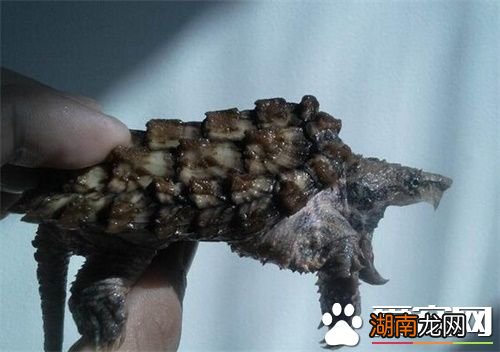 鱷龜被主人遺忘箱底1年瘦成皮包骨鱷龜被主人遺忘箱底一年，瘦成皮包骨，生命的頑強與關懷的重要性