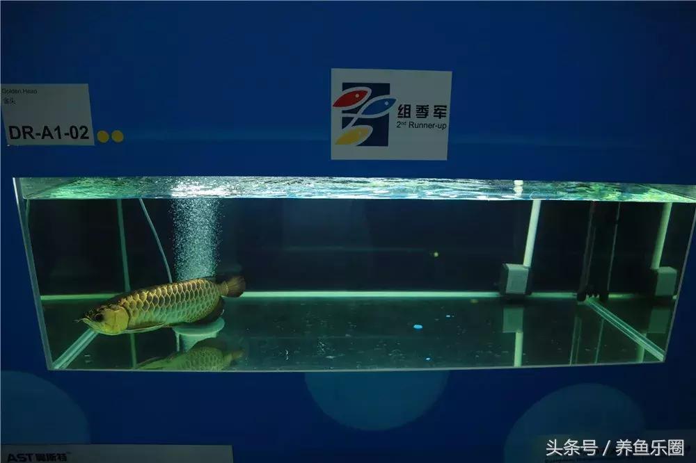 冠軍龍魚做手術(shù)修眼 身價值一套房天價手術(shù)，冠軍龍魚修眼之旅，身價值一套房產(chǎn)的背后故事