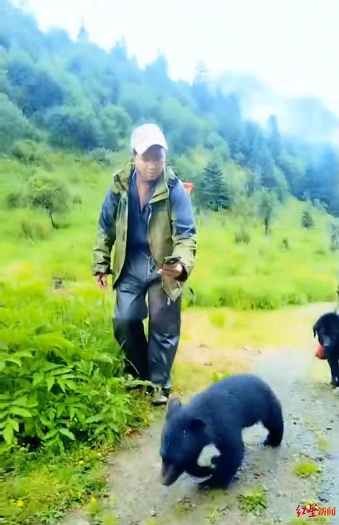 小黑熊把大黑狗當(dāng)媽小黑熊的獨(dú)特母愛(ài)，誤把大黑狗當(dāng)作母親