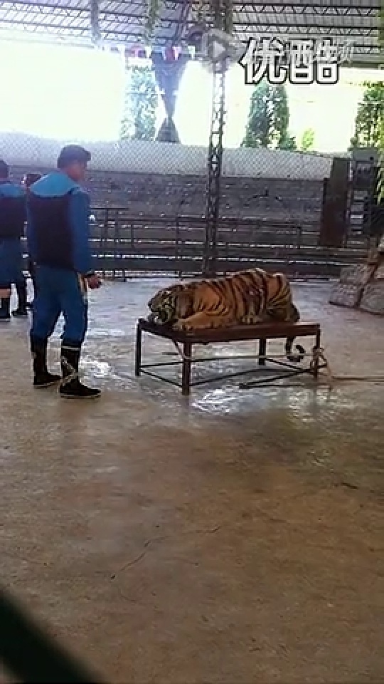 動物園老虎咬死貓動物園驚魂夜，老虎意外咬死貓事件深度解析