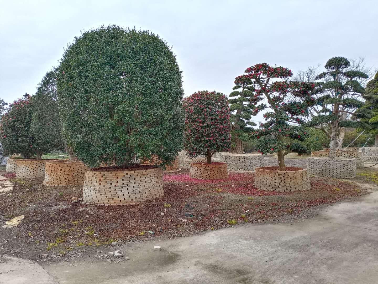 重溫歷史，揭秘2004澳門天天開好彩大全，重溫歷史，揭秘澳門天天開好彩大全（2004年）