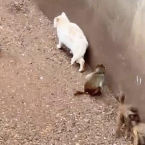 園方回應(yīng)貓咪滯留動(dòng)物園被撕咬園方回應(yīng)貓咪滯留動(dòng)物園被撕咬事件，真相與反思