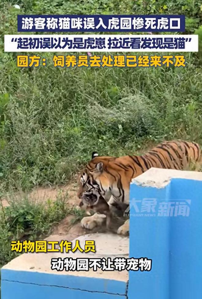 動(dòng)物園回應(yīng)貓咪誤入虎園被咬死動(dòng)物園回應(yīng)貓咪誤入虎園遭不幸，引發(fā)社會(huì)關(guān)注與思考