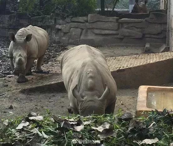 廣州動物園白犀牛還在嗎廣州動物園白犀牛還在嗎？探訪廣州動物園了解真相！