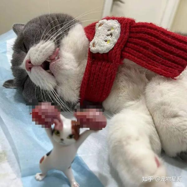 貓咪離世對另一只貓有影響嗎貓咪離世對另一只貓會有影響嗎？