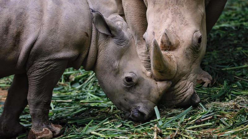 長(zhǎng)隆野生動(dòng)物園犀牛長(zhǎng)隆野生動(dòng)物園里有犀牛，并且種類豐富，包括白犀牛和黑犀牛等。這些犀牛擁有強(qiáng)壯的體型和獨(dú)特的外觀，是動(dòng)物園內(nèi)備受游客歡迎的動(dòng)物之一。