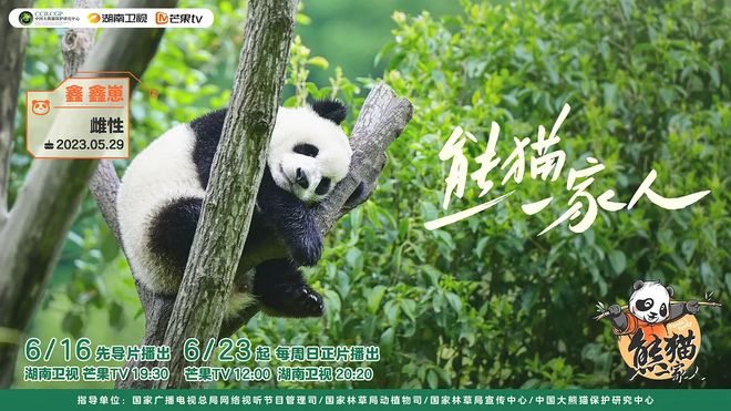 有一種治愈叫看大熊貓睡覺(jué)大熊貓以其獨(dú)特的黑白毛色和憨態(tài)可掬的外表贏得了全球范圍內(nèi)的喜愛(ài)。它們不僅是中國(guó)的國(guó)寶，也是和平與友好的象征?？创笮茇埶X(jué)，對(duì)于許多人來(lái)說(shuō)，確實(shí)是一種治愈的體驗(yàn)。