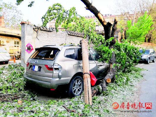 古樹砸扁寶馬 林業(yè)局：車主也有錯古樹倒塌砸扁寶馬，林業(yè)局，車主也有責(zé)任