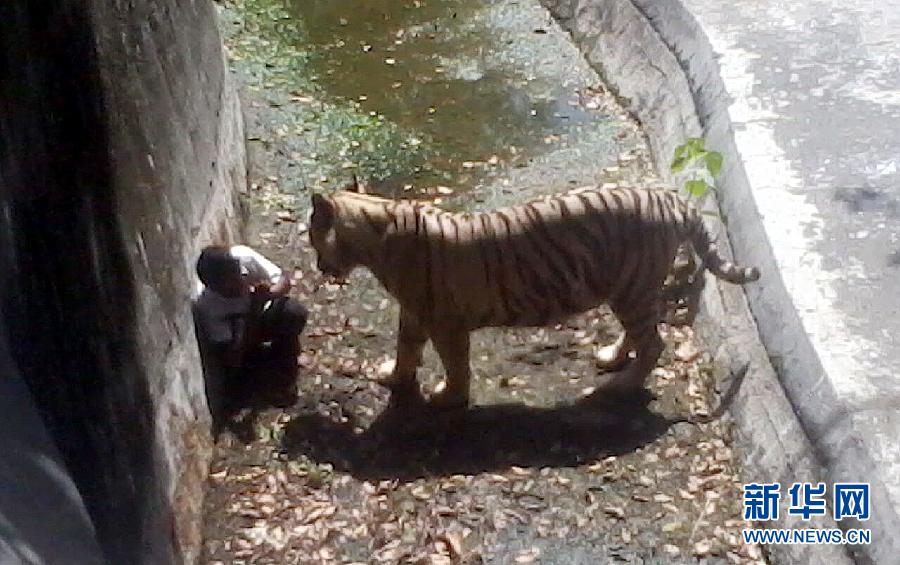 在動(dòng)物園被老虎咬視頻震驚！動(dòng)物園老虎襲擊事件，探究背后的故事與教訓(xùn)