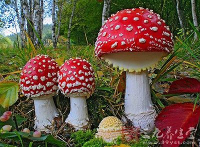 游客采食蘑菇中毒怎么處理如果游客在采食蘑菇后發(fā)生中毒，可以采取以下措施進行處理