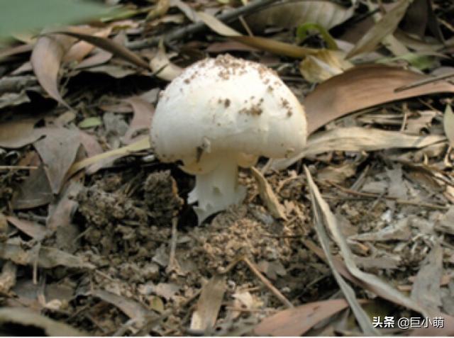 自采蘑菇中毒事件自采蘑菇中毒事件，警惕野生蘑菇背后的安全隱患
