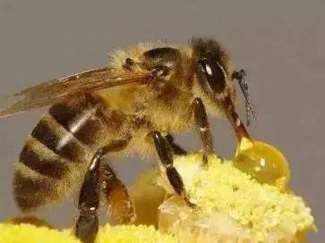 上萬蜜蜂進家里筑巢揭秘上萬蜜蜂進家筑巢背后的奧秘與故事