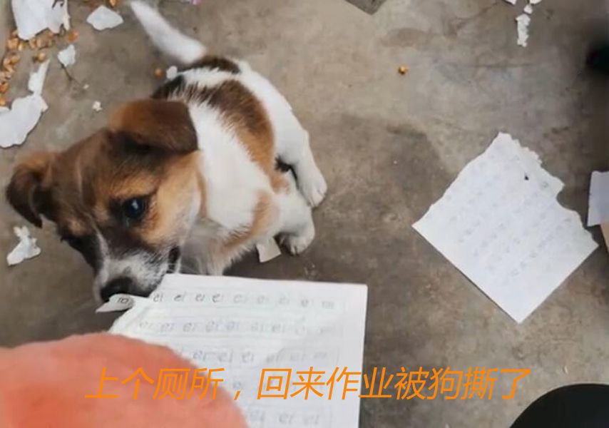 狗撕了暑假作業(yè)小孩哭的圖片狗撕暑假作業(yè)引發(fā)小孩淚崩，背后的故事引人深思