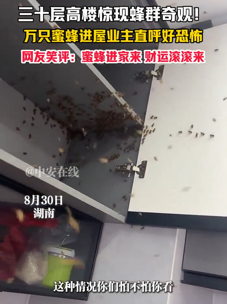 上萬蜜蜂進(jìn)家里筑巢上萬蜜蜂進(jìn)入家中筑巢確實是一個比較特殊且需要謹(jǐn)慎處理的情況。以下是一些建議