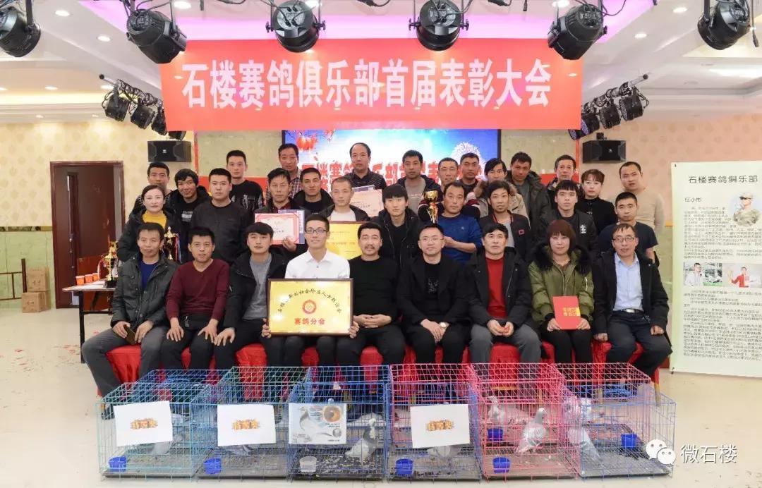 和平鴿征自北京鴿友和平鴿征，北京鴿友的獨特魅力與和諧共融