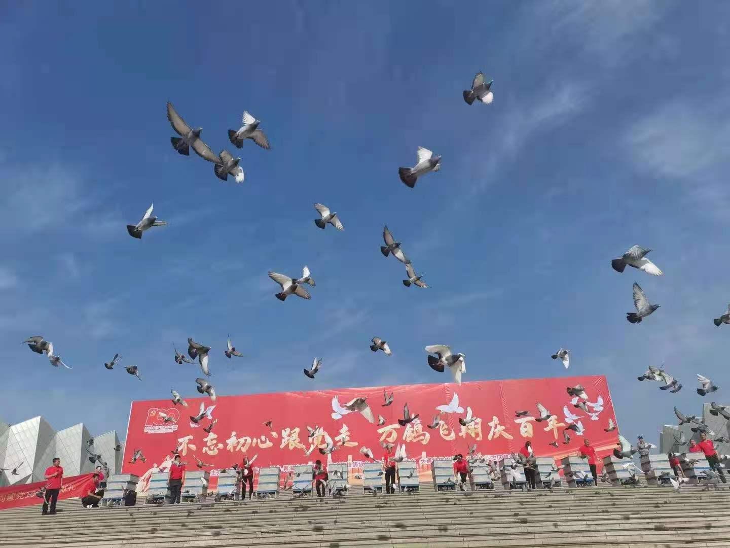 和平鴿每只有15元“工資”和平鴿的工資，每一只的價(jià)值與我們的責(zé)任