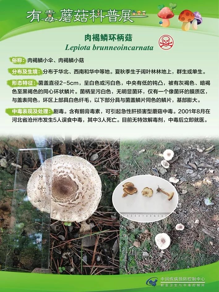 誤食毒蘑菇的案例誤食毒蘑菇的案例大盤點，警惕身邊的健康隱患