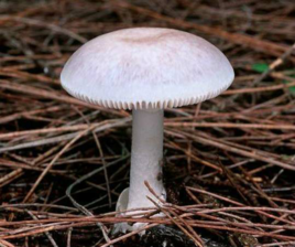 誤食毒蘑菇該怎么辦誤食毒蘑菇怎么辦？全面解析應(yīng)對(duì)措施